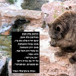 Ours brun.הדובון שבלע סבון